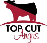 Top Cut Angus